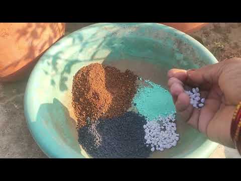 , महीने में एक बार दे अपने गुलाब को यह फर्टिलाइजर और पाई अधिक फ्लोरिंग, fertilizer and care tips 🌹🌹