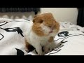 赤ちゃんモルモットが「ぷいぷい」言っている動画