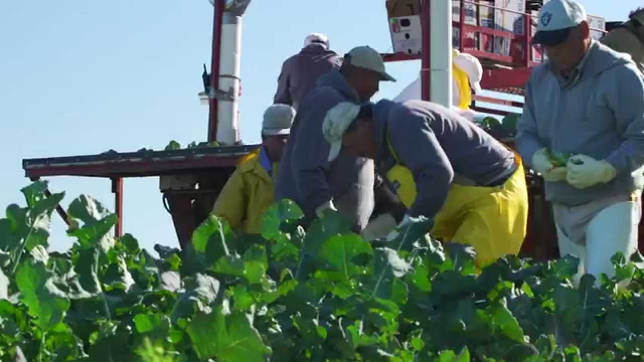 Smith's Farms (Testimonial)