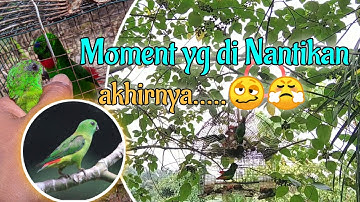 MEMIKAT BURUNG SERINDIT DI PAGI🌄 HARI PASTI BERHASIL