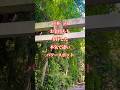 ⚠️本気で凄い⚠️日本一のお金持ちも参拝した超パワースポット🌈✨【十五社神社】】 #運気上昇 #スピリチュアル #パワースポット #遠隔参拝