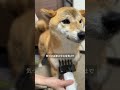 No-330「柴犬を飼うと、柴犬しか飼えなくなる」 #柴プー #柴犬