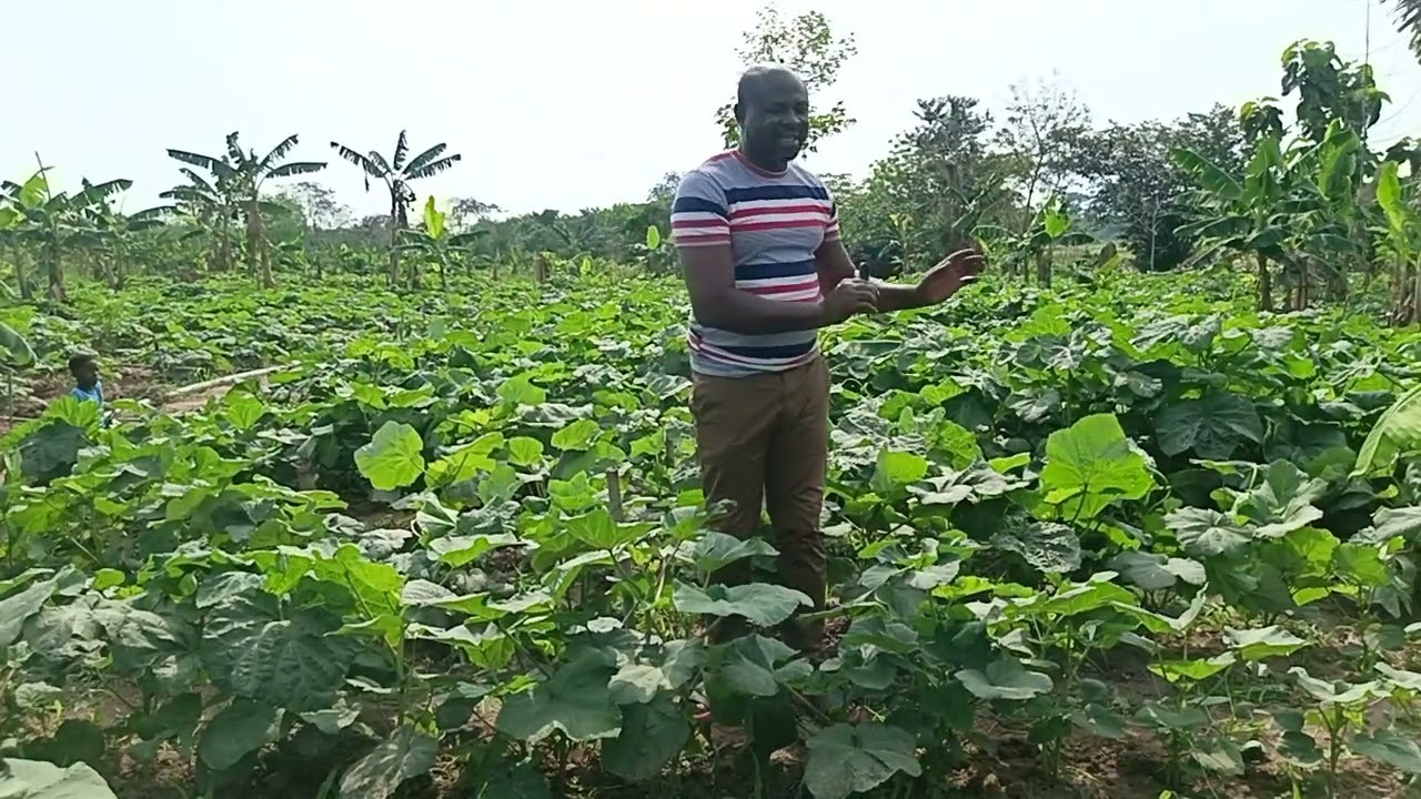 Que faire pendant la récolte