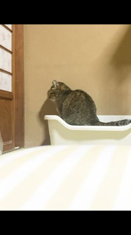香箱座り中の元野良猫に指ズボしてみると…? #元野良猫 #香箱座り #おもしろ