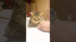 香箱座り中の元野良猫に指ズボしてみると…? #元野良猫 #香箱座り #おもしろ