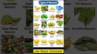 Different Types Of Banana Names In English With Pictures