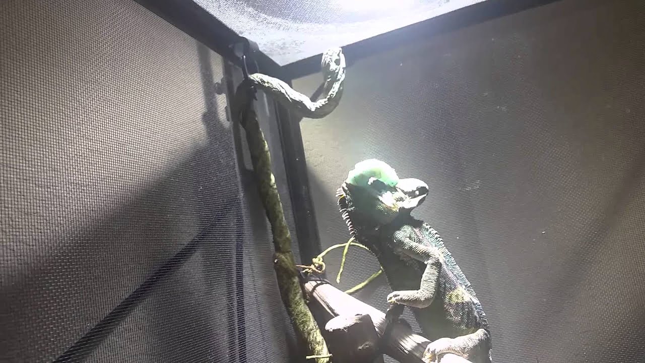 Chameleon eats HUGE hornworm