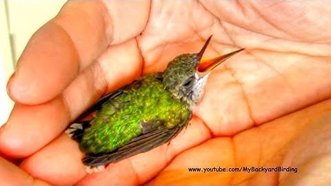 Hummingbird Rescue