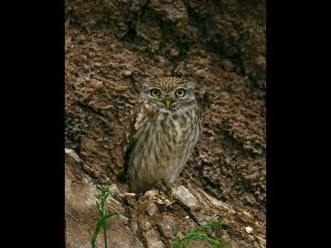 Qese u qeyde: Şair Sey Qaji/K.Xelil Begi/ Arékerdox ( Derleme): Sait Bakşi      Hazır.Ali Tvdi.