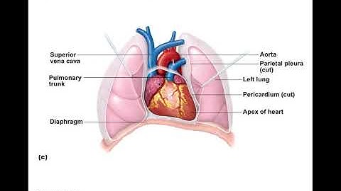 Chapter 18 The Heart Part 1