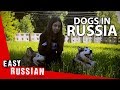 What do you like about dogs? | Easy Russian 29