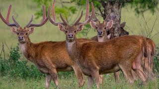 Rusa Timor Di Kebun Binatang Ragunan Jakarta