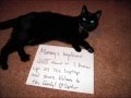 Cat shaming #2 - Compilation