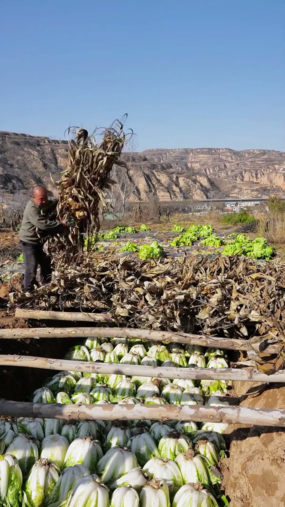 Cabbage is stored during the winter
