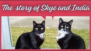 STORYTIME!!   LULU'S KITTY CATS!!  HOW I CAME TO LOVE TWO CUTE LITTLE TUXEDO KITTENS!!