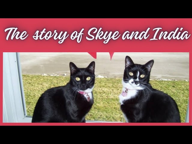 STORYTIME!!   LULU'S KITTY CATS!!  HOW I CAME TO LOVE TWO CUTE LITTLE TUXEDO KITTENS!! class=