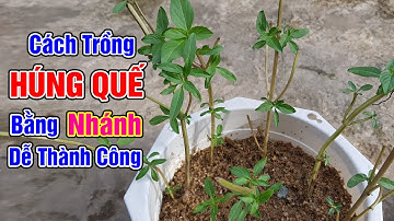 Cách trồng húng quế bằng nhánh dễ thành công
