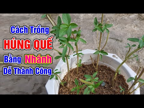 Video: Nhân giống Húng quế: Cách Nhân giống Húng quế