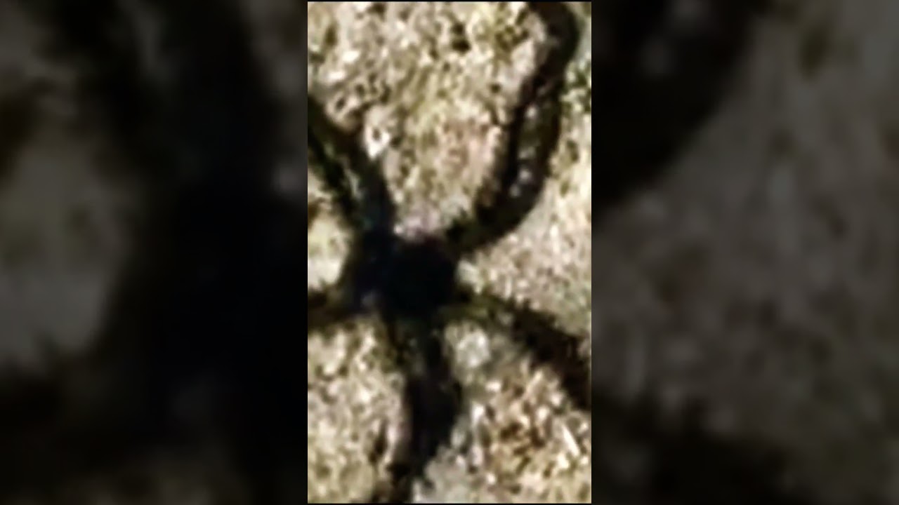 "STARFISH: sea stars are star-shaped ECHINODERMS belonging to the class ASTEROIDEA." Part 2