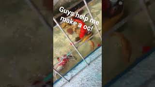 help me make a new oc !!! #koifish #fish #CICM