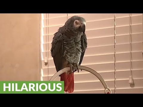 demanding-parrot-places-breakfast-order