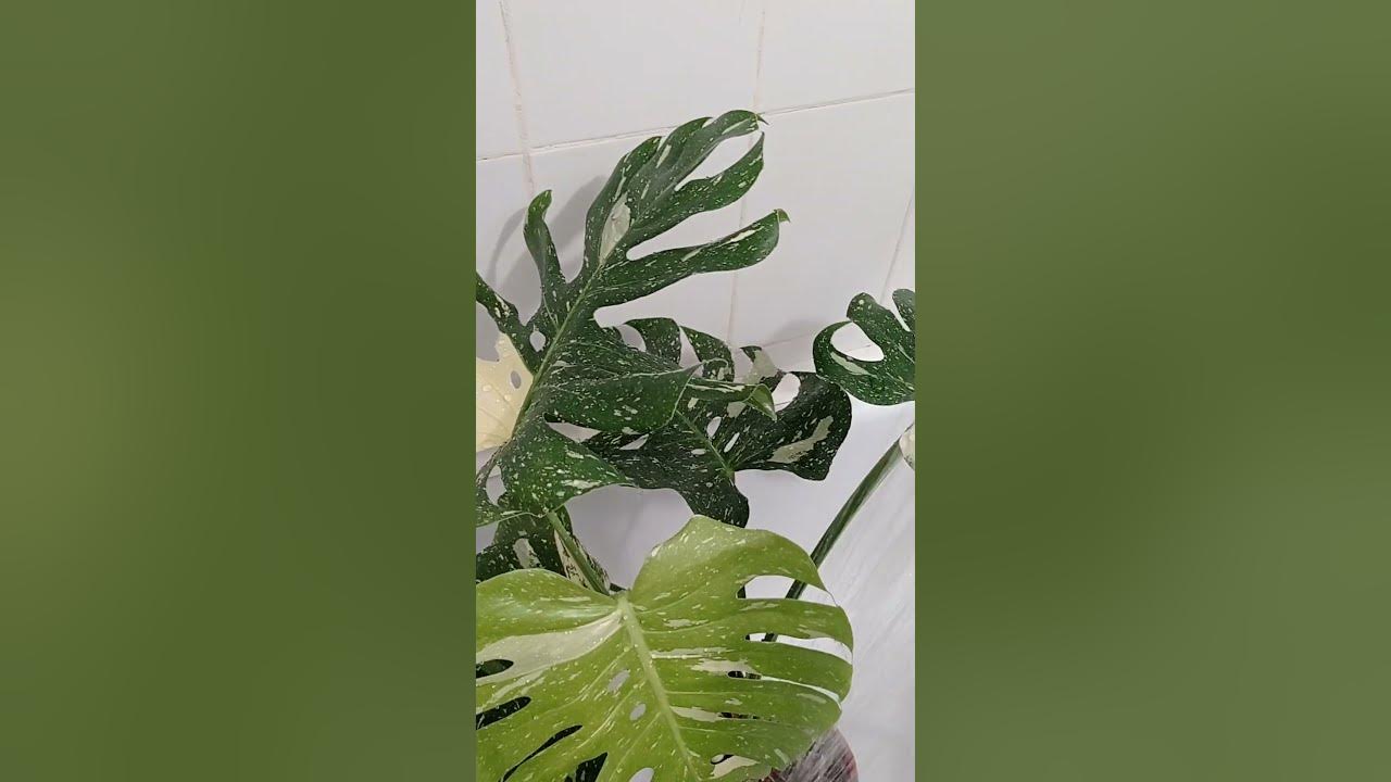 Купается Монстера деликатесная "Тайское созвездие" (лат. Monstera Thai ...