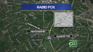 Rabid Fox Has Radnor Residents On Alert