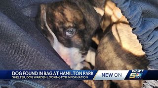 Sheriff: Puppy found abandoned inside tied up bag at Hamilton park