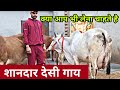 Super Duper All type of Deai Cow available for Buyers. Village-Mangali,Hisar(Haryana)