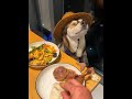 Stable and steady dog: funny daily life of dogs, blind dog Kun Gen, animal behavior
