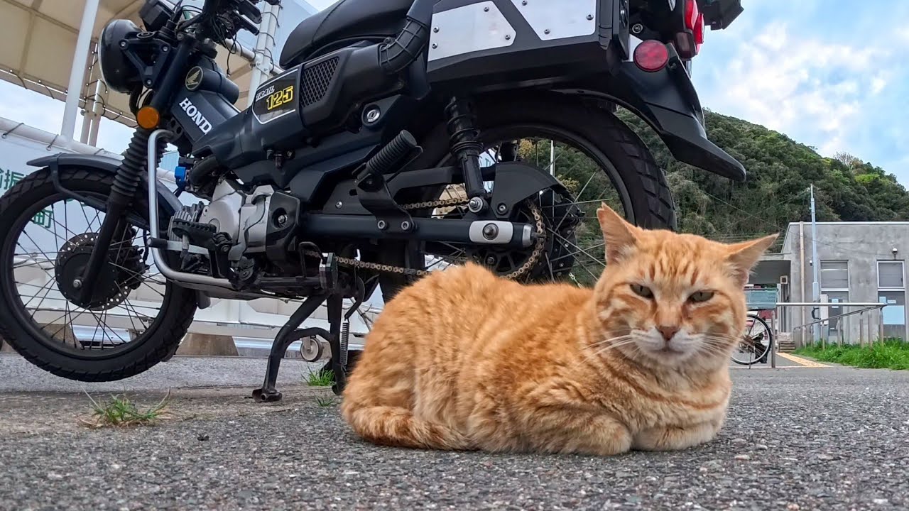 I came back to my bike… and a cat was sleeping beside it. Was it
