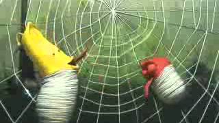 Larva Spider