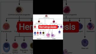 hematopoiesis and blood cell types #hematology #medical #blood #pathology #dmlt #bmlt #paramedical