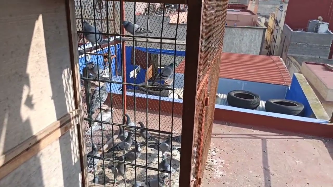 على بركة الله حان وقت العلاج باراسطول ( PARA STOP ) 🕊️🙏🏻🤲🏻