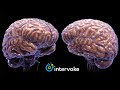 The human brain documentary 2023