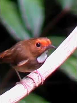 SIKATAN KERONGKONG PUTIH BETINA LAGI CARI JODOH🤣🤣💛❤💛❤