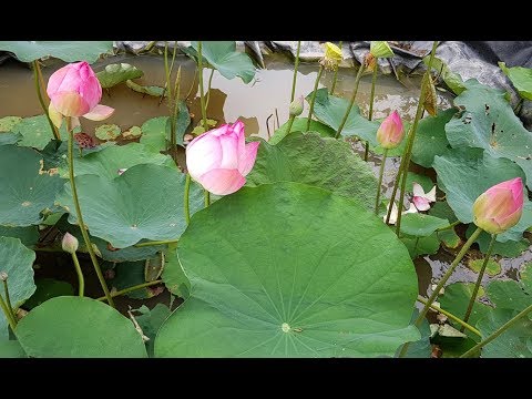 Video Trồng sen trong chậu (lu nước) ra hoa. Chăm sóc sen ra... - youtube