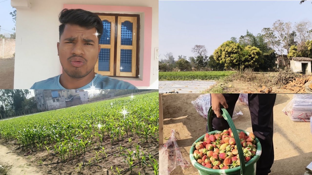 Makai ka ped bada ho chuka hai...##strawberry kabhi khet##_...😃😎🏡