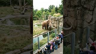 If we could only bring them back. #shorts #aishorts #ai #dinosaur