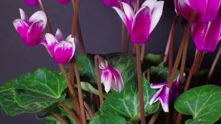 Time Lapse Video of Bloom of Cyclamen Persicum (14 Seconds for 1.4 Days) screenshot 5