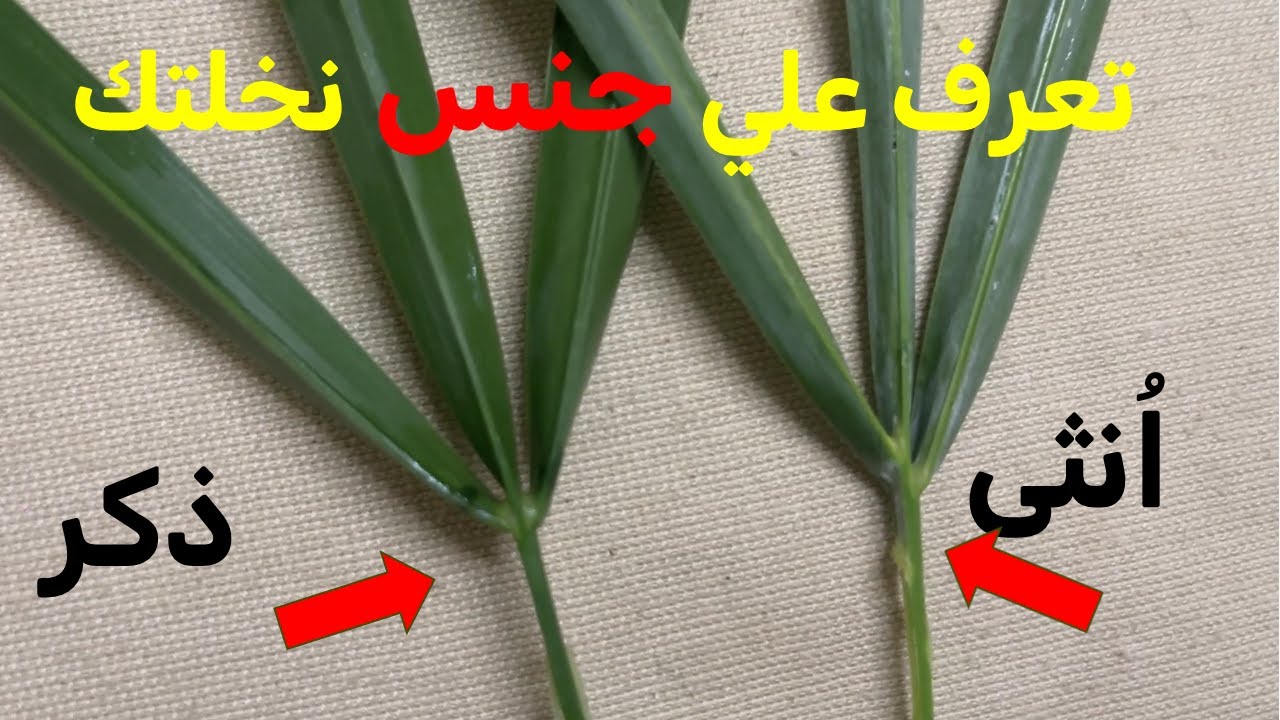 تحديد جنس نخيل البلح طرق  لمعرفة إذا كانت نخلتك ذكرأم أنثى .تحويل النخلة من ذكر إلى أنثى والعكس