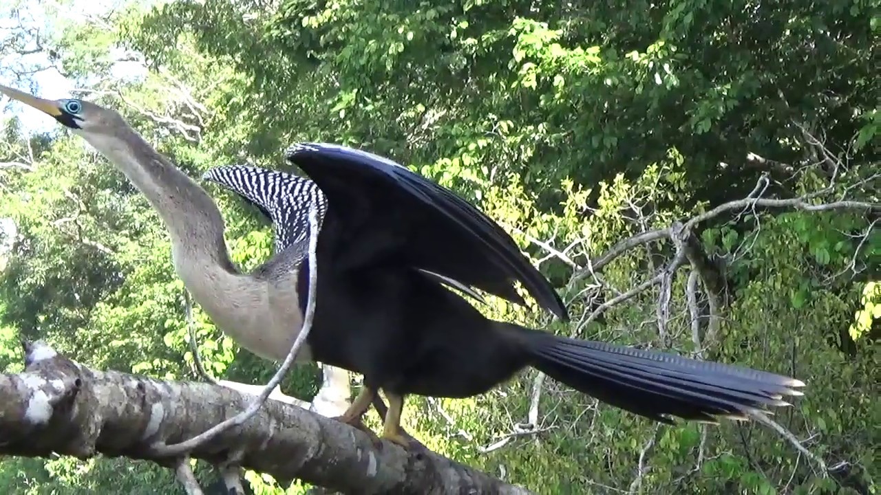 Anhinga, snake bird 