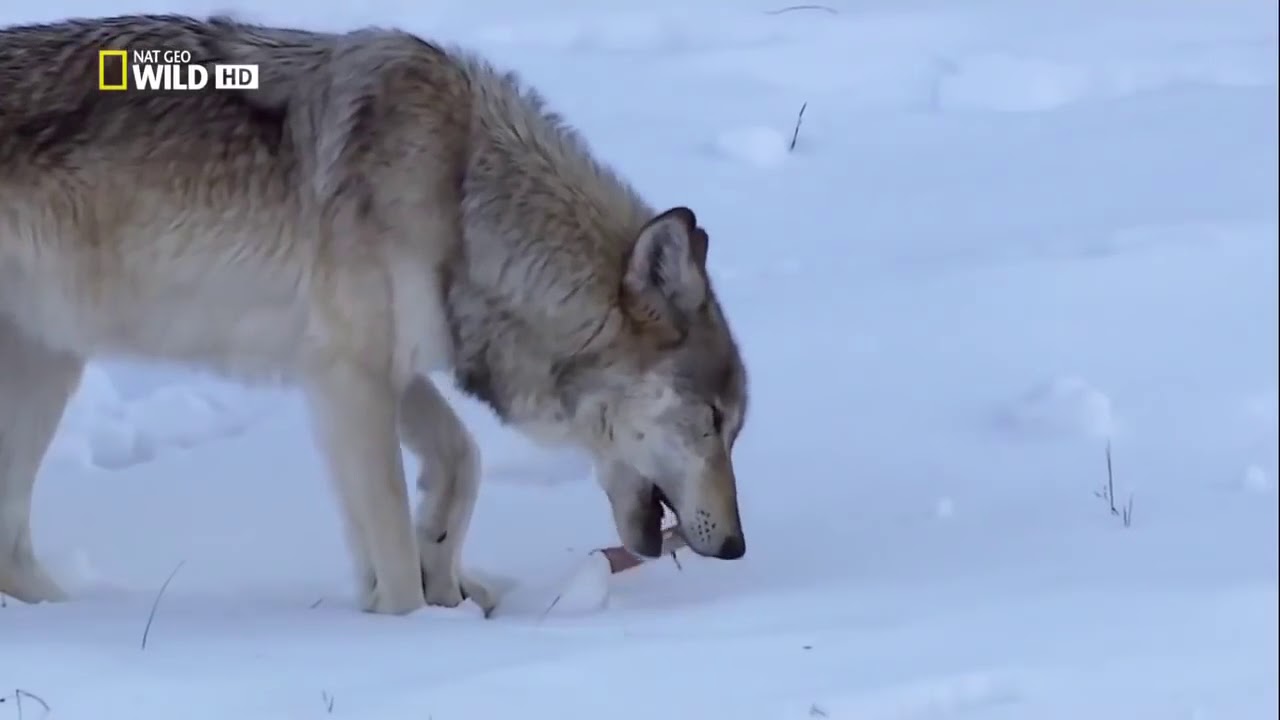 The Rise Of Black Wolf Wolf Documentary HD YouTube