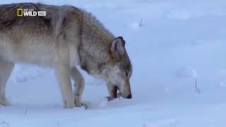 The Rise Of Black Wolf - Wolf Documentary HD The Rise Of Black Wolf By National Geographic Wild