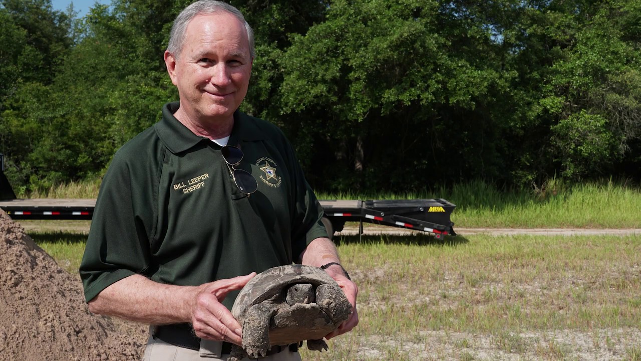 A Gopher Tortoise in Your Yard? Your Legal & Humane Guide ...