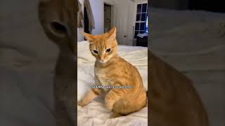 Orange cat behaviour #cats #cat #catvideos #fyp #fypシ #funny #viral