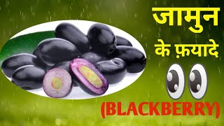 Benefits Of BLACK PLUM । Jane jamun khana kaise hum sab k liye faydemand hai. @ayurvedicjeewan420