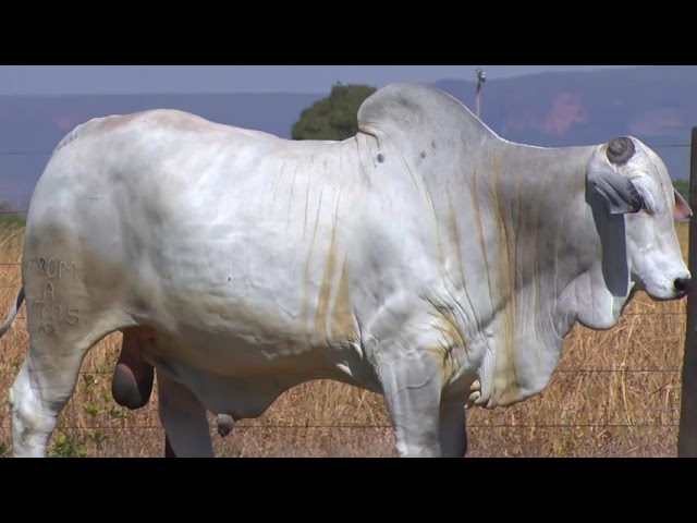 LOTE 05 -  7785 | 42º MEGA LEILÃO ANUAL CARPA TOUROS