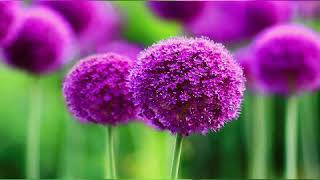 Beautiful natural wallpapers