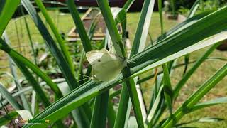 Cabbage White Butterflies in a mating pair